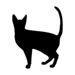 سوق القطط