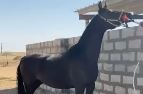 الدهماء الأنيقة زهرة – فرس بلاك – الرياض