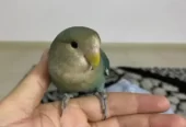 روز اليف للبيع ليس هدد