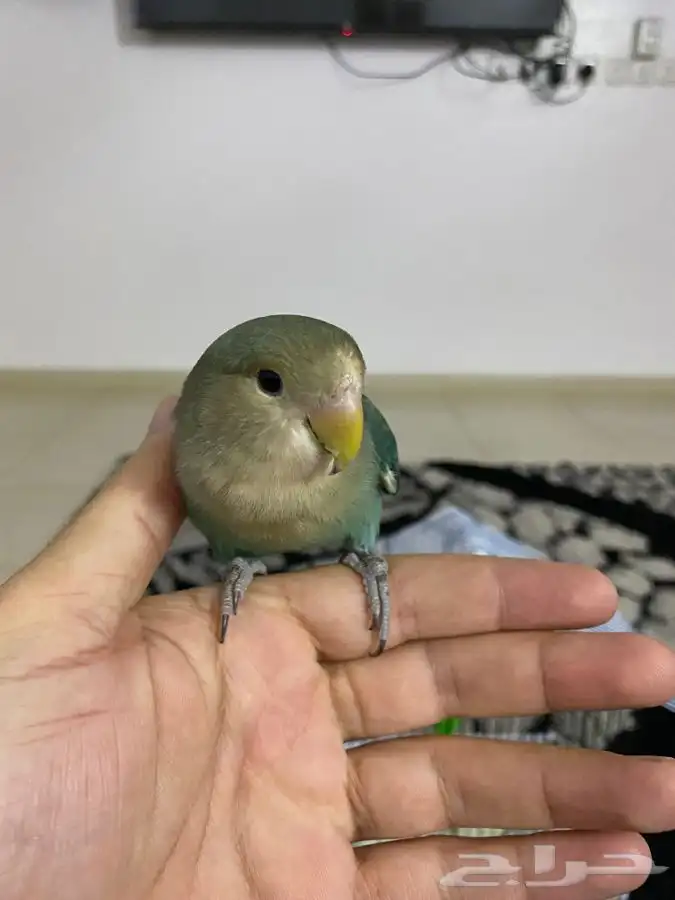 روز اليف للبيع ليس هدد