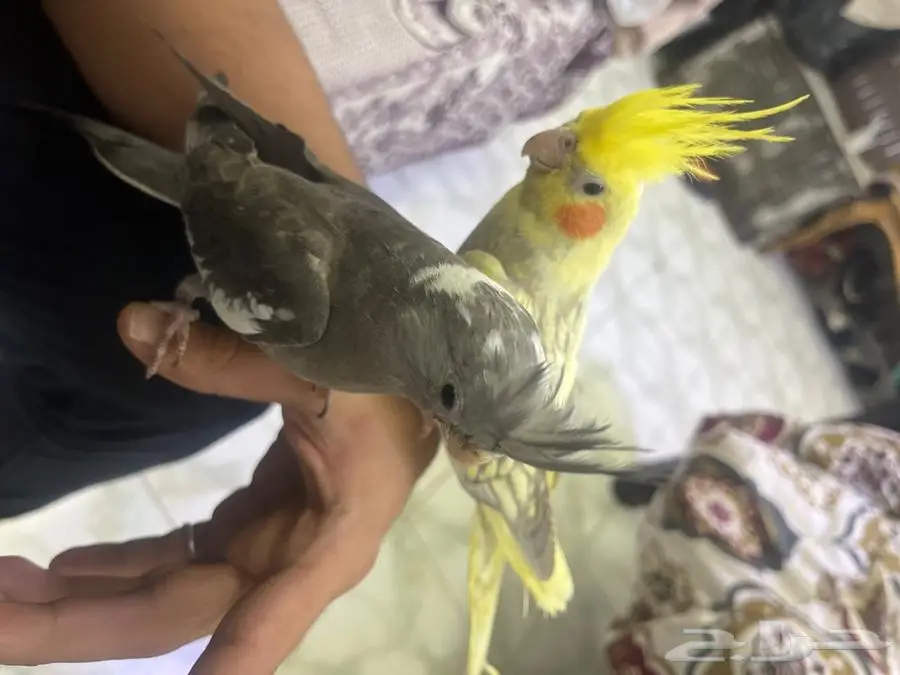 كروان اليف