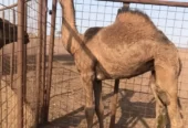 ابل بكره