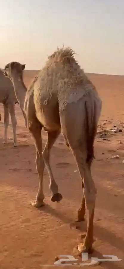 قعود