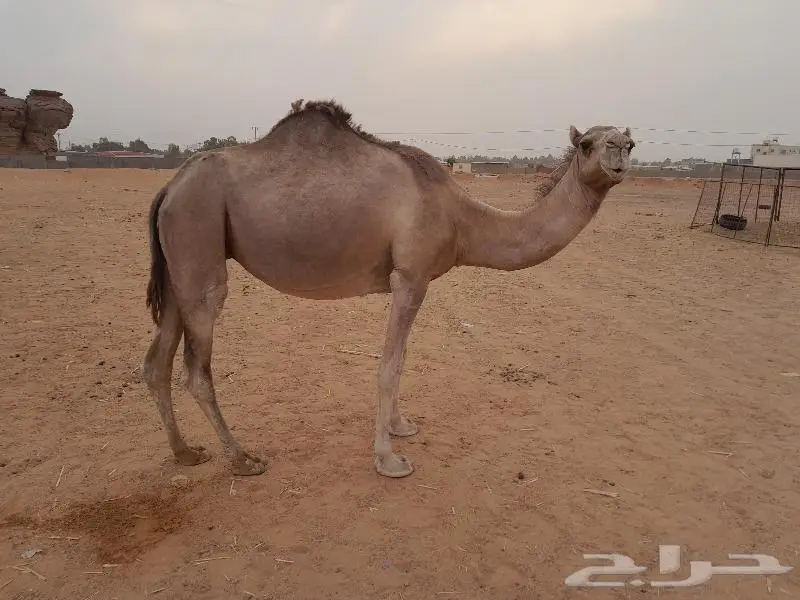 لقحه حمرا طيبه