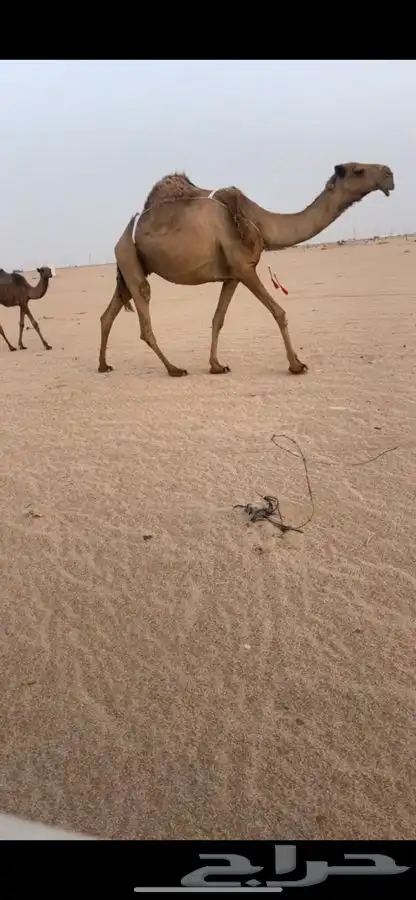 شعلا طيبه الدوادمي