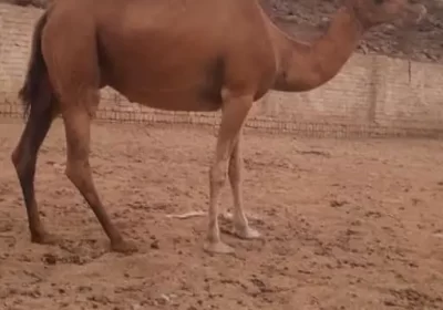 12ب3