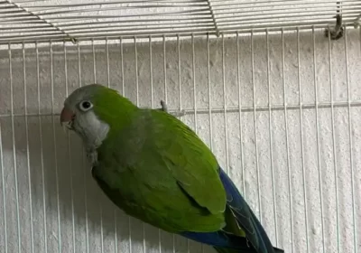 12ت1