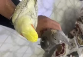 كروان اليف
