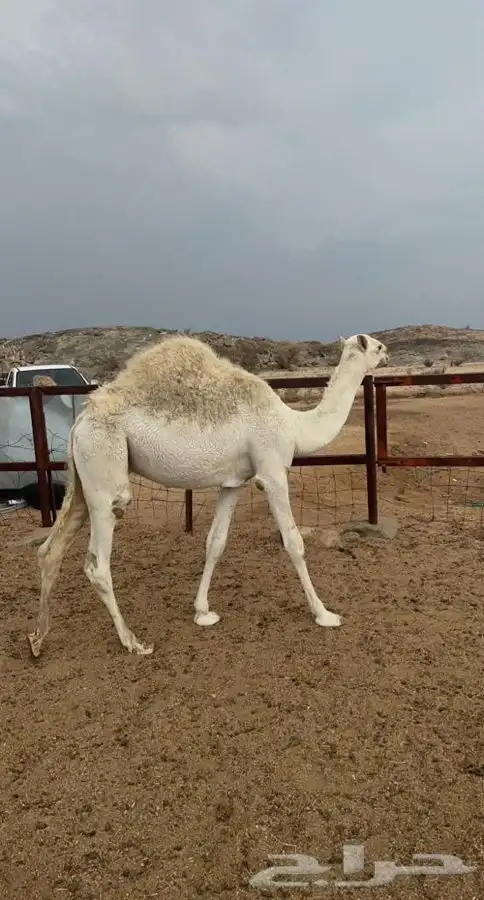 قعود كفو