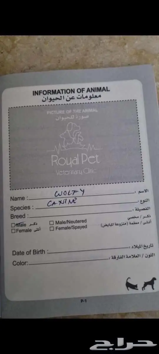 هاسكي