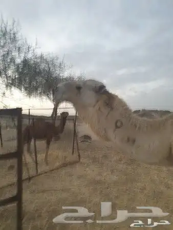 بعير اوضح رماني