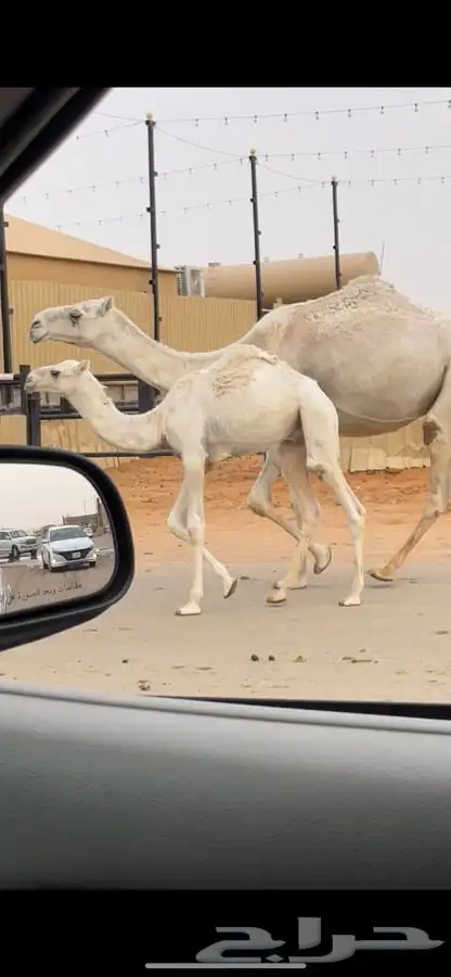 خلفه وضحاء رباع