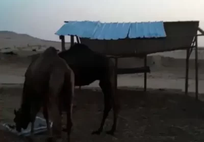 1ب11او