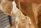 خلفه وضحاء رباع