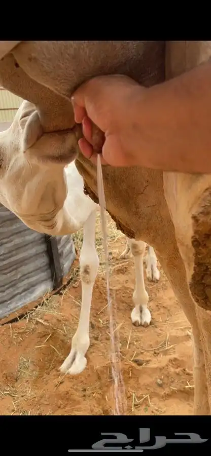 خلفه وضحاء رباع