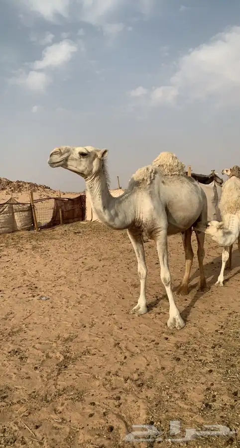 ناقه عشرا وضحا