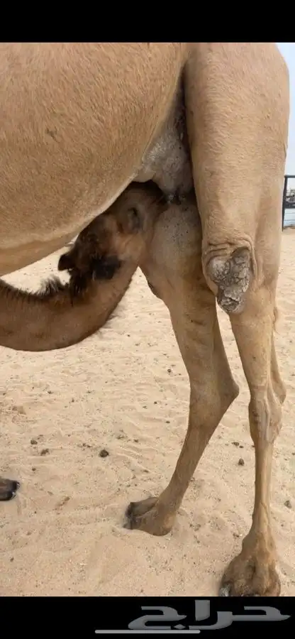 شعلا طيبه الدوادمي