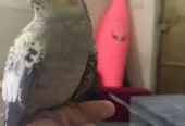 كروان فراشة اليف