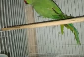 ببغاء دره هندي ذكر وزوج بادجي مع فرخين