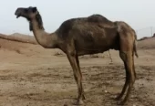 ضروبه صفراء