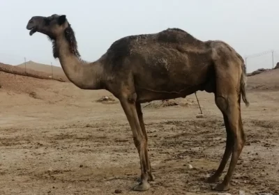 1ج