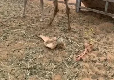 1سو