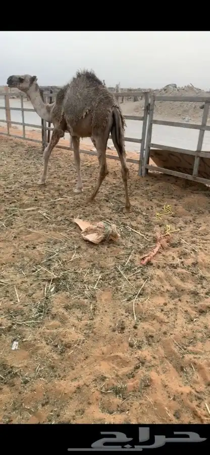 قعود