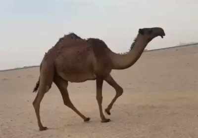 1غب1