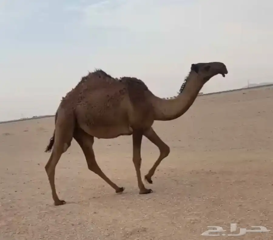 صفرا كفووو