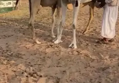 1ق1