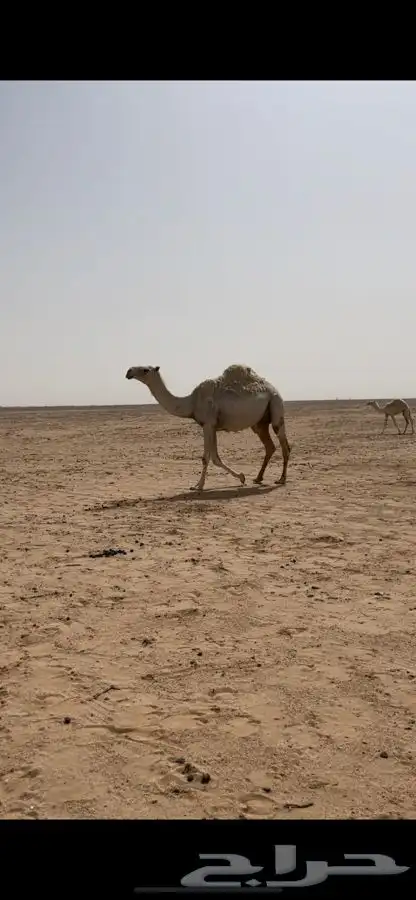خلفه