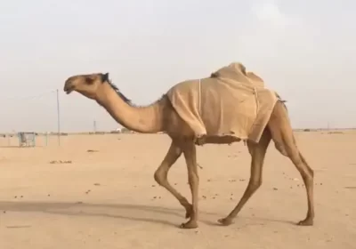 1يي2