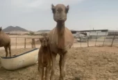 ناقه خلفه رباع تحتها قعود ام ثاني