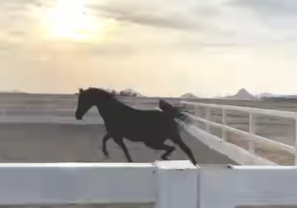 الدهماء الأنيقة زهرة – فرس بلاك – الرياض