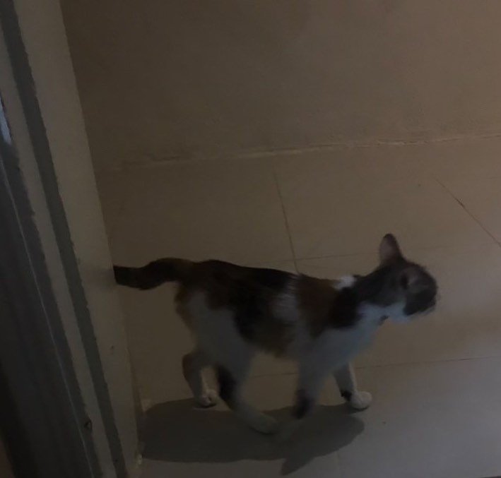 قطة مفقودة