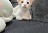 قطه للتبني روابي