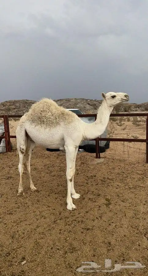 قعود كفو