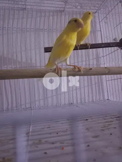 كناري