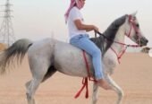 حصان شعبي – السليل