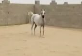 فرس واهو مصريه حفيد فريد نايل مون