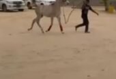 مهرة مكس  بنت شنان الناصيات