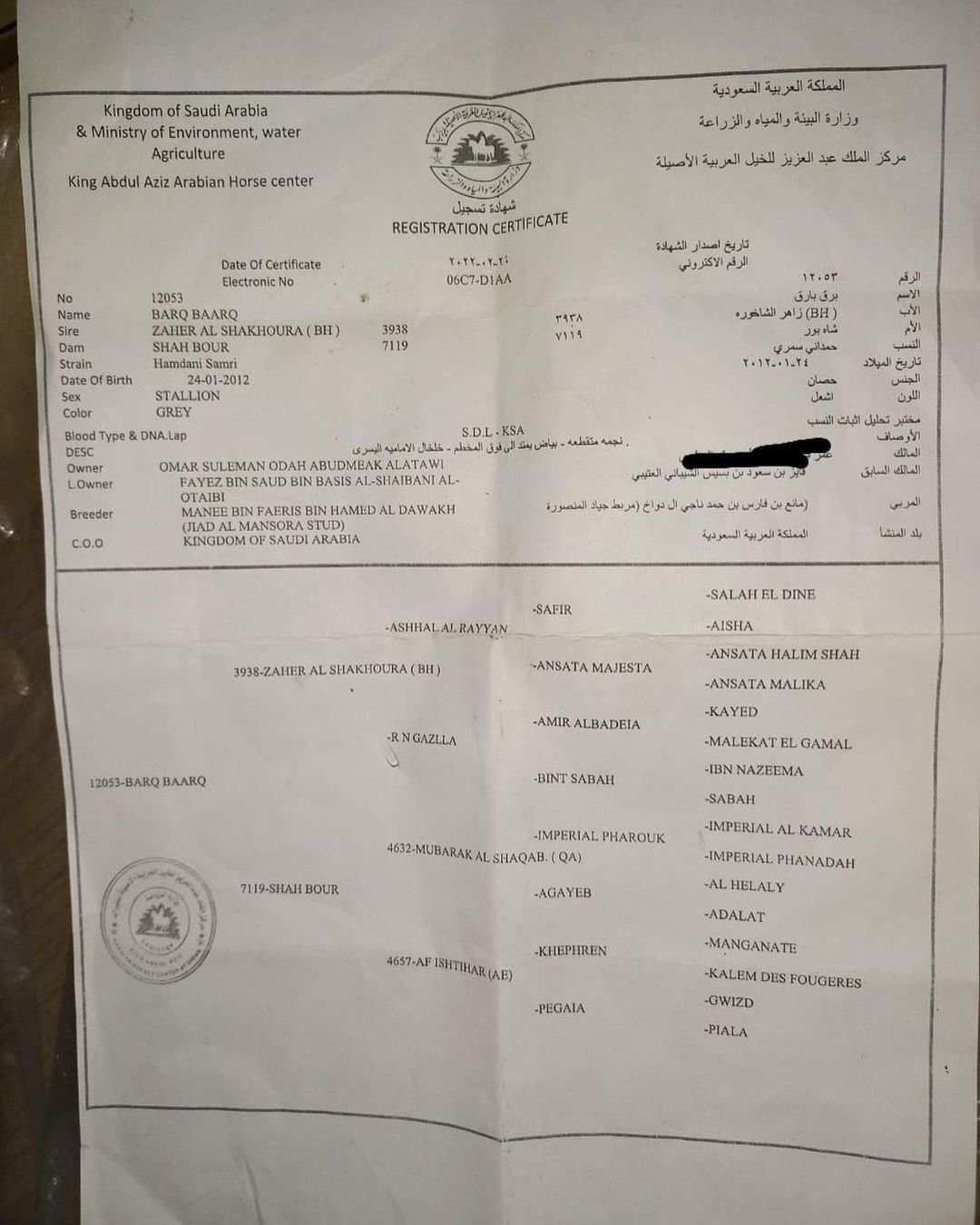 بارق بارق – حصان مكس – فحل- تبوك