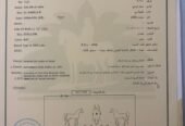 سلامة الرابع – حصان مكس – حصان دم نادر وعالمي – جده -بحره