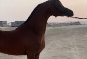 مهر ولد اليهاندرو ابن مروان الشقب
