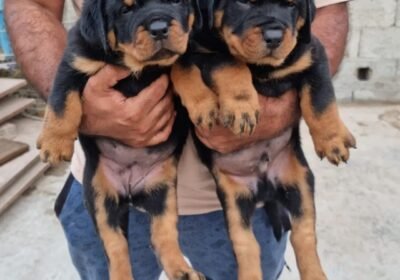ksa_germanshepherd_293670159_1235773570296505_2559411671250437556_n