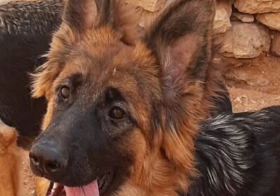 ksa_germanshepherd_294815393_463756048905988_9188246385646790425_n