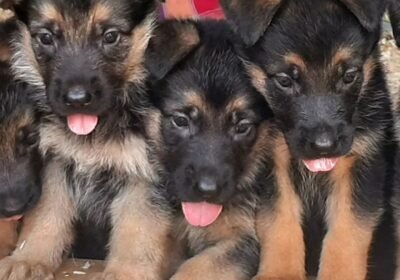 ksa_germanshepherd_296191053_3579616902265581_3999253506818769424_n