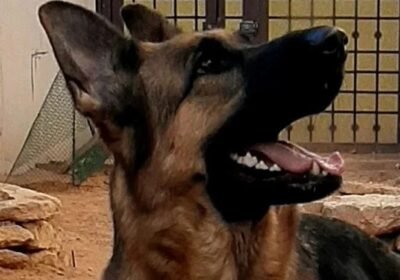 ksa_germanshepherd_297018438_796470025055552_4709333267828488921_n