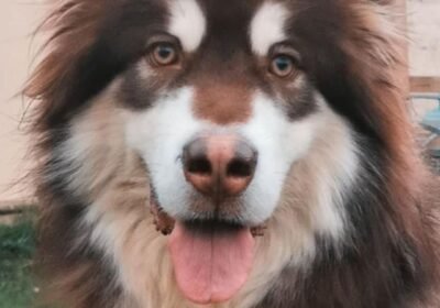 pets7_kse2_292080826_1471162876668090_686488064972671751_n