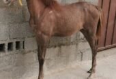 مهرة شعبيه للبيع